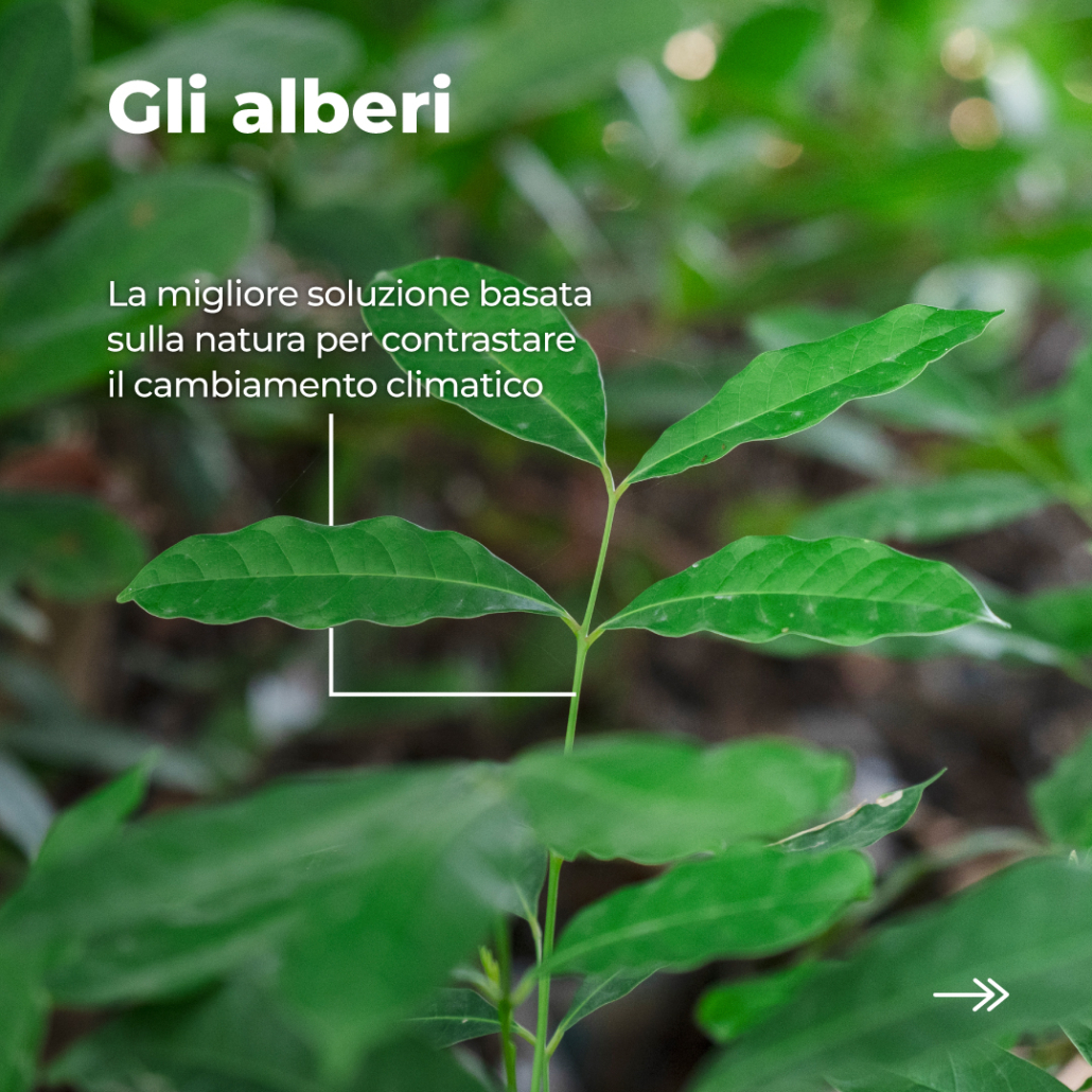 Treedom_BO_CommKit 2024_Carousel - 300 Trees_IT_2