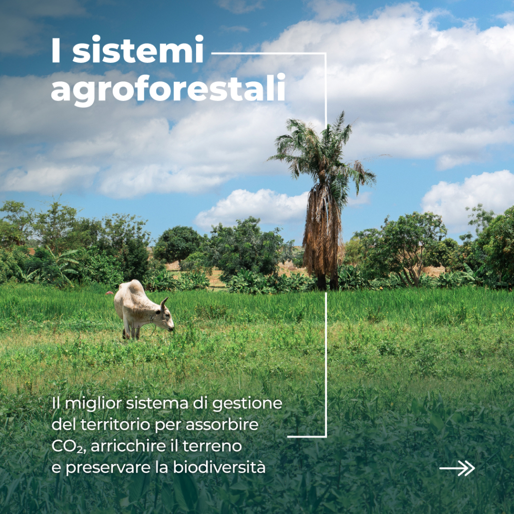 Treedom_BO_CommKit 2024_Carousel - 300 Trees_IT_3